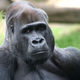 Illustration for article titled Can Brown Bears, House Cats, and Gorillas Teach Us About Human Health?